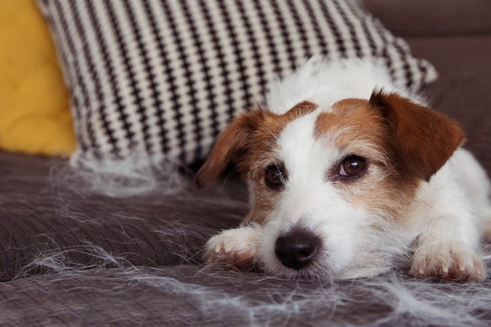 How can you prevent hair loss in dogs?