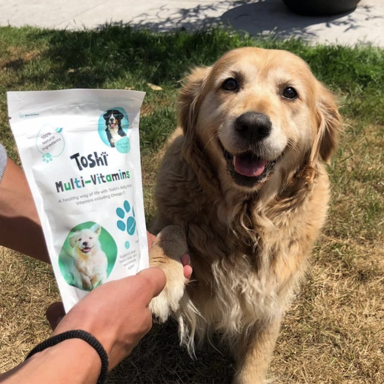 How can you prevent hair loss in dogs Toshi